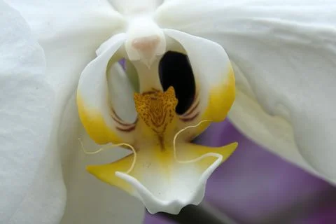 Close-up of the centre of a flowering white moth orchid Stock Photos