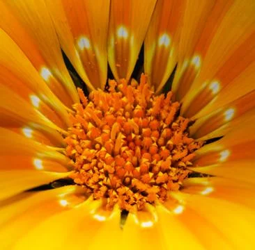 Close up of centre of an orange flower Stock Photos