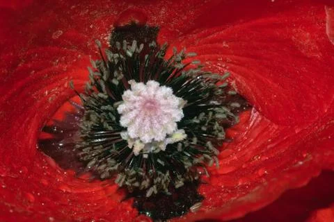 Close-up of the centre of a poppy Stock Photos