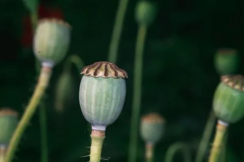 Close-up of the centre of a poppy Foto stock