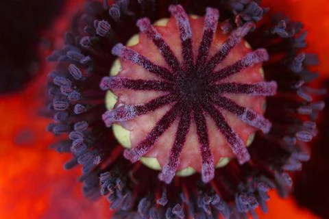 Close Up Of Centre Of A Poppy Foto stock