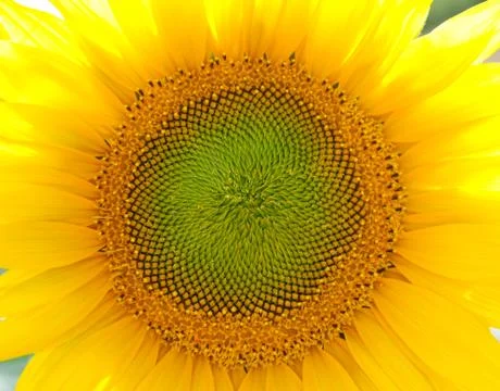 Close up of centre of single sunflower Stock Photos