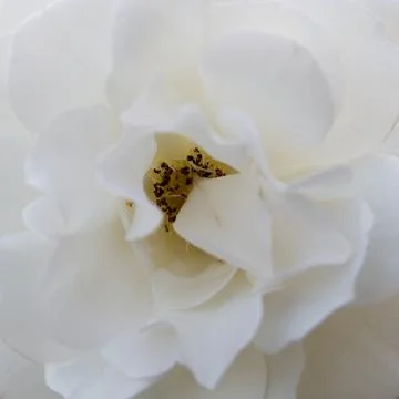 Close-up of the centre of a white rose in full bloom. Rosa Schneewitchen. Stock Photos