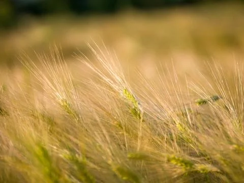 Close-up of cereal in the background Stock Photos