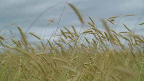 Close-up of cereal field Stock Footage 270146161