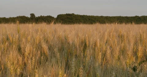 Close up Cereal Fields 1 Stock Footage 199424770