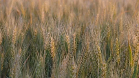 Close up Cereal Fields 2 Stock Footage 199424856