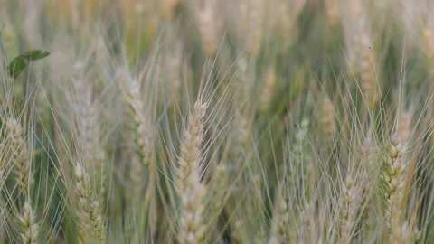 Close up Cereal Fields 3 Stock Footage 199425313