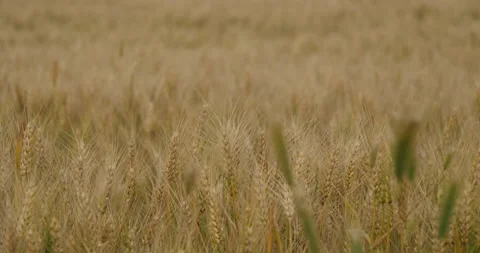 Close up Cereal Fields Stock Footage 199424734