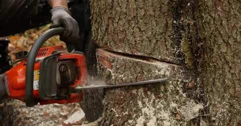 Close-up of a Chain-saw going through a thick pine-tree Vidéo 81925868