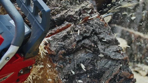 Close-up of a chainsaw cutting through a large tree trunk, with wood chips Stock Footage 276700425