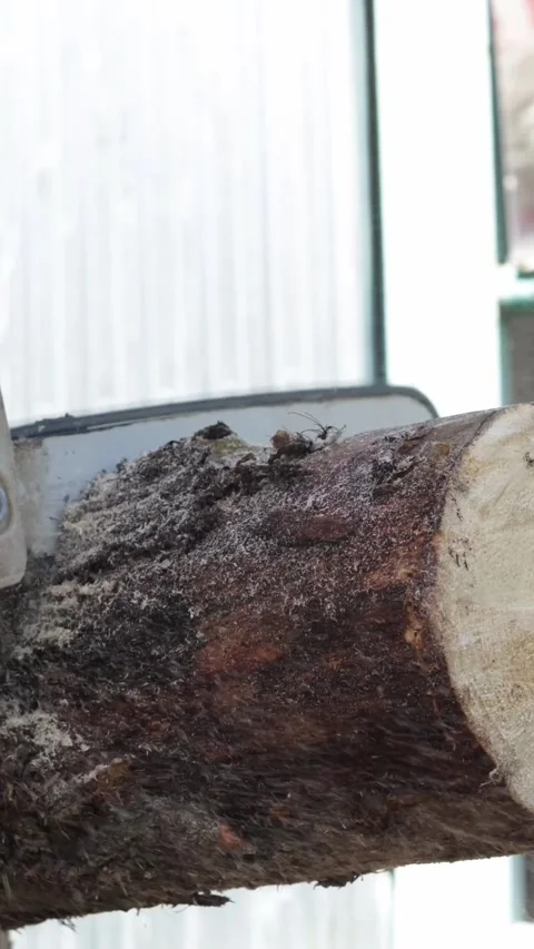 Close-up of chainsaw cutting through a rough wooden log with sawdust flying Stock-Footage 343838068