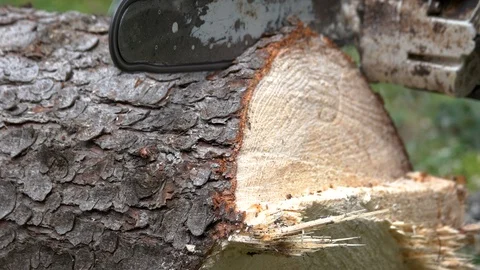 Close up of chainsaw cutting wood. Video stock 116791650