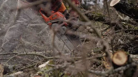 Close-up of chainsaw cutting wood in forest with flying sawdust Stock Footage 319000342