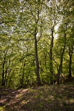 Close to the Chalk Cliffs. Great time on Rgen, Chalk Cliffs, Beaches, Coast.. Stock Photos
