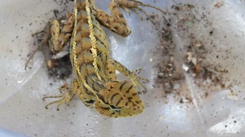 Close up of chameleon (Calotes versicolor) Stock Footage 309583651
