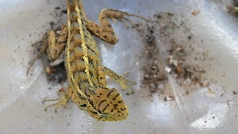 Close up of chameleon (Calotes versicolor) Stock Footage 309583673