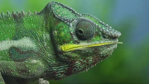 Close-up of chameleon chews large, long-winged singing bush-cricket insect Stock Footage 341295898