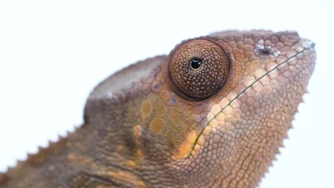 Close up of Chameleon eye looking around on white background Video stock 91826989