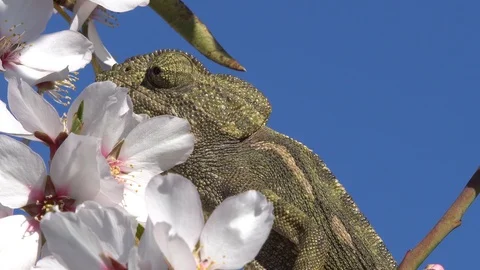 Close-up of chameleon Stock Footage 105318821