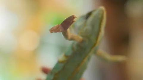Close-up of a chameleon green crawls over a person shoulder and rises up on its Stock Footage 216516611