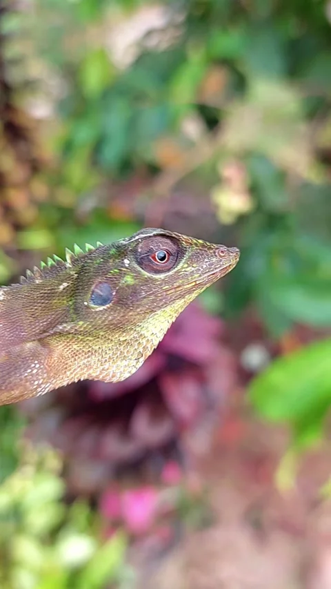 Close up chameleon head on tree Stock-Footage 303754131