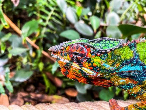 Close up of a chameleon Stock Photos