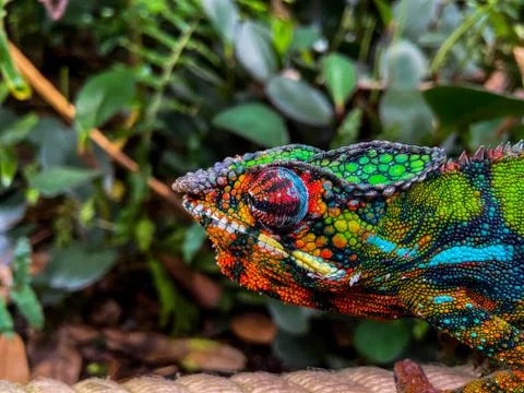 Close up of a chameleon Stock Photos