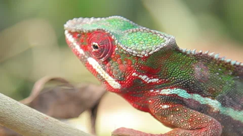 Close-Up of Chameleon Resting on Branch, Displaying Unique Colors and Texture Stock Footage 221131261