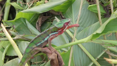 Close-Up of Chameleon Resting on Leaf, Showcasing Color and Texture Stock Footage 221131394