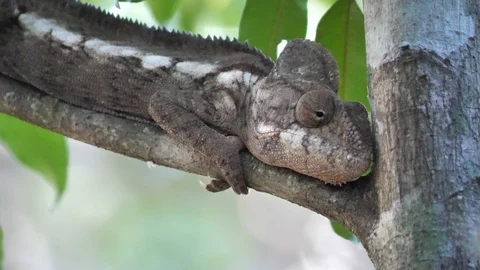 Close Up of Chameleon Resting in Tree and Looking Around, Tsingy, Madagascar pt1 Stock Footage 117522594
