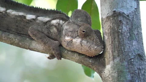 Close Up of Chameleon Resting in Tree and Looking Around, Tsingy, Madagascar pt3 Stock Footage 117527643
