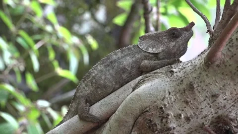 Close-up of chameleon sitting on tree trunk in rainforest of eastern Madagascar Stock Footage 313563454