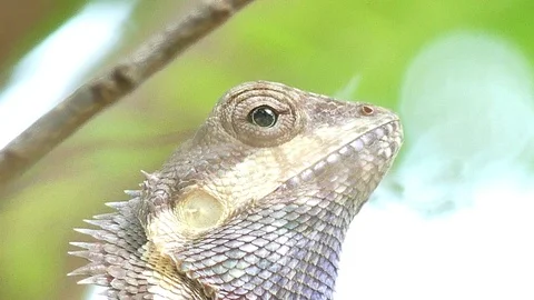 Close up chameleon on the tree 스톡 동영상 94618297