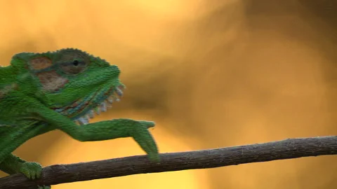 Close-up of a chameleon walking along a thin branch with beautiful light Stock Footage 133866980