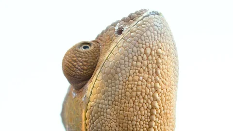 Close up Chamelon looking up on white Stock-Footage 91826875