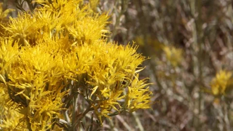Close up of Chamisa flowers with hidden bee Stock Footage 254534112