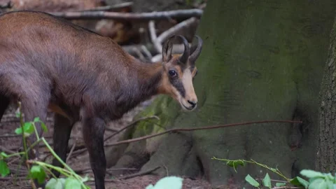 Close up of a chamois eating Stock Footage 277231032