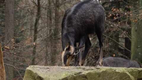 Close up of chamois Stock Footage 121162337