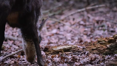 Close up of chamois  Stock Footage 242105915