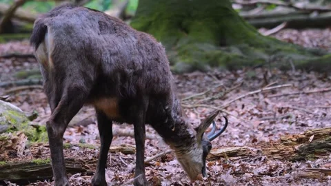 Close up of a chamois Stock Footage 242123141