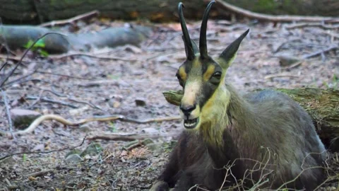 Close up of chamois Video stock 243382953