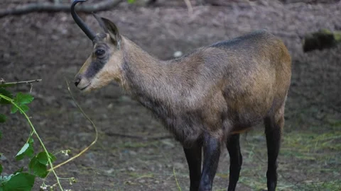 Close up of a chamois Stock Footage 277231952