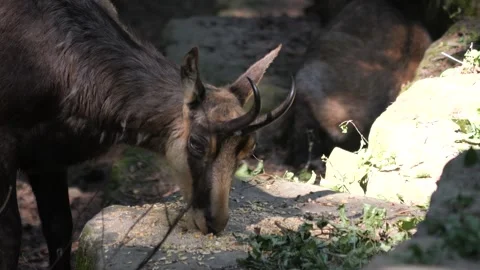Close up of chamois goat  Stock Footage 243253995