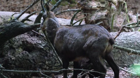 Close up of chamois goat Stock Footage 260415629