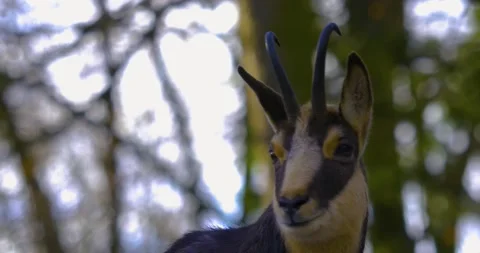 Close up of chamois head Stock Footage 136184835