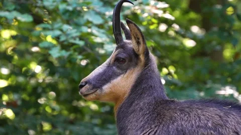 Close up of a chamois head Stock Footage 259991253