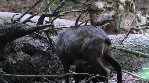 Close up of a chamois head Stock Footage 260383156