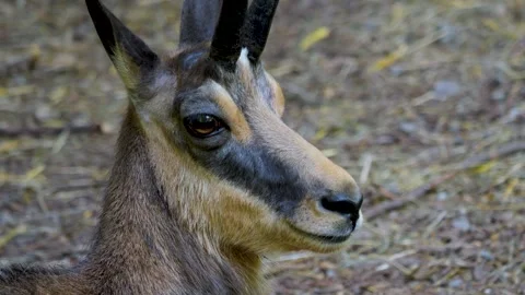 Close up of Chamois head Stock Footage 263596018