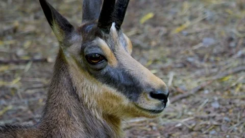 Close up of a chamois head Stock Footage 263653981